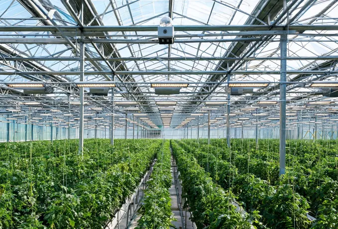 Greenhouse supplemental grow lighting