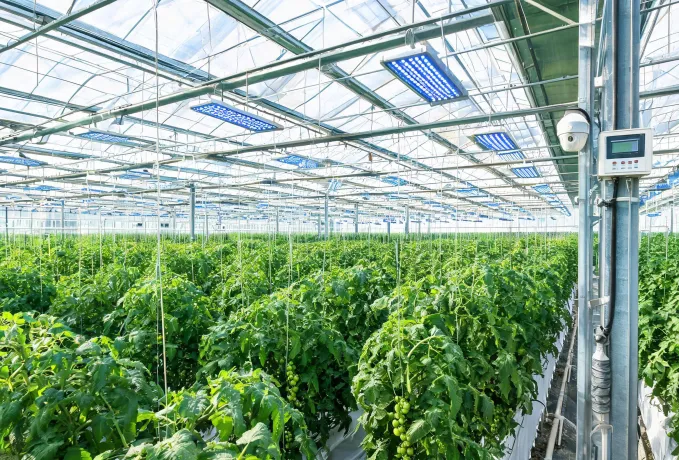 Greenhouse supplemental lighting